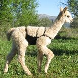 umbilical hernia harness